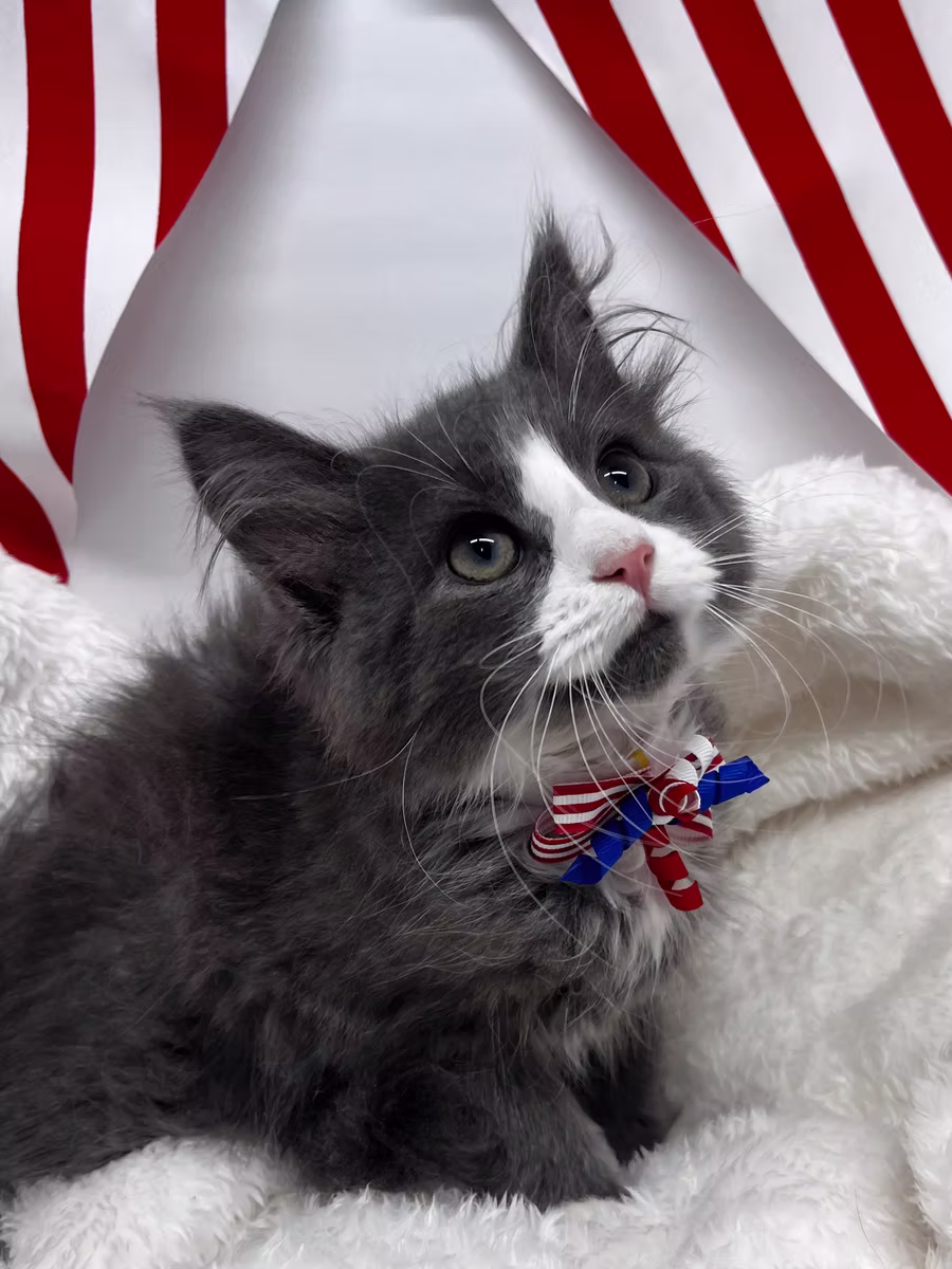 Rescue kitten